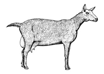 Zanean goat sketch in black line graphic style isolated on white background