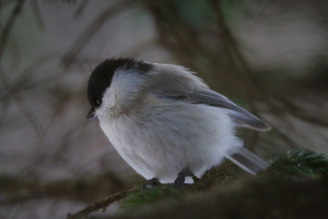 ハシブトガラ