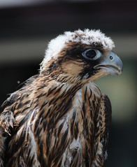 Young Peregrine Falcon