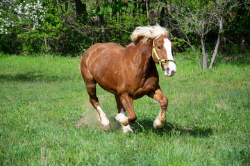 Obraz premium horse running on meadow