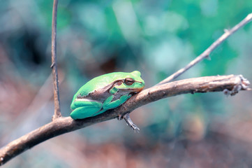 Europaean tree frog Hyla arborea from water onto dry reed-mace leaf in natural background
