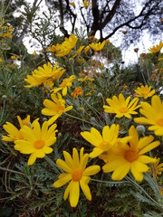 Flower 4