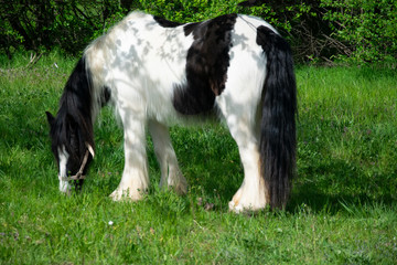 horse on meadow