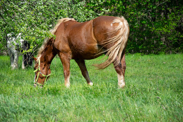 horse on meadow