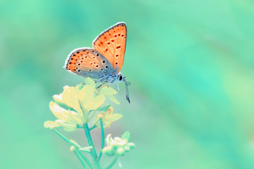 Closeup beautiful butterfly sitting on the flower.