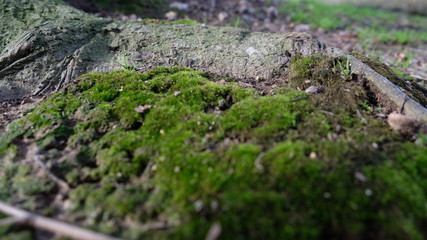 green moss on a stone