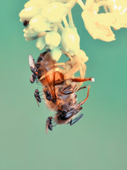 Crab spider feasting on bee. Macro photo