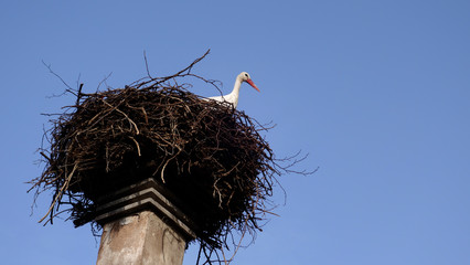 Fototapeta premium Cigogne dans son nid