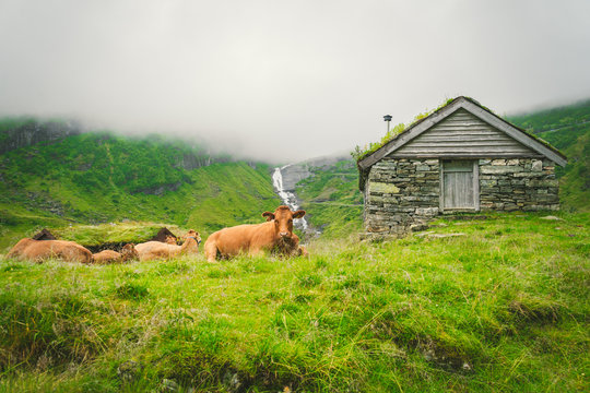 Funny brown cow on green grass in a field on nature in scandinavia. Cattle amid heavy fog and mountains with a waterfall near an old stone hut in Norway. Agriculture in Europe