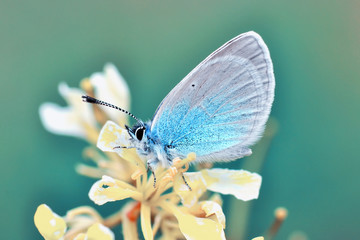Closeup beautiful butterfly sitting on the flower.