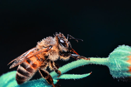 Beautiful  Bee macro in green nature - Stock Image