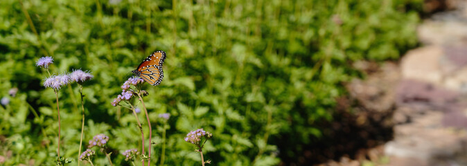 panoramic view of a queen butterfly on light purple ageratum flowers in a garden. the queen butterfly is often mistaken for a monarch