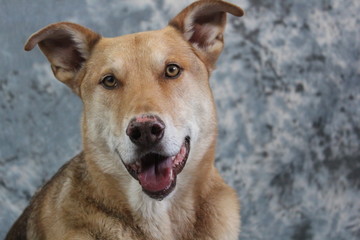 Obraz premium Cute German Shepard 