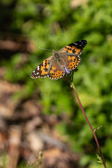 painted lady butterfly on a flower with a bright green soft focus garden background
