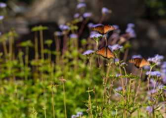 orange and black Queen butterflies on blue mistflowers with soft focus green garden background