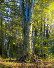 Brown dog standing at huge old tree