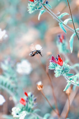 Beautiful  Bee macro in green nature - Stock Image