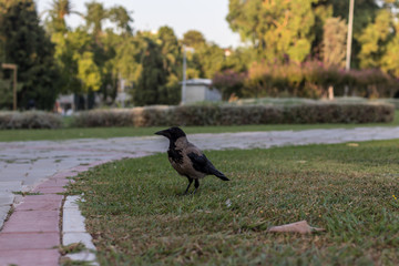 a black crow standing on ground at a park - colors got high contrast