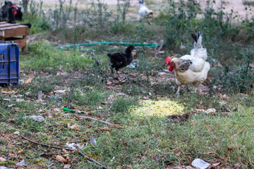 some chickens are getting fed with grass at farm
