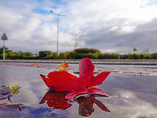Autumn landscape in the city with fallen red maple leaf