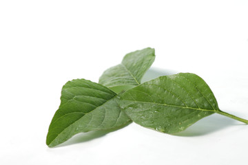 Picture of spinach / Amaranthus spp. leafs that usually used for cooking. Shoot on a white isolated background.