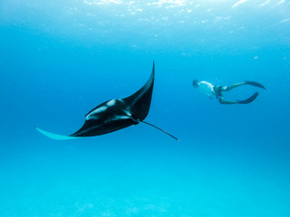 Male free diver and Giant oceanic manta ray, Manta Birostris, hovering underwater in blue ocean. Watching undersea world during adventure snorkeling tour on Maldives islands.