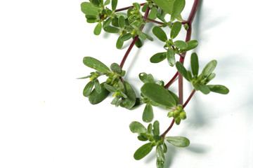purslane plant or Portulaca, one of herbs that can used fo medical purpose as medicine. Shoot on a white isolated background.