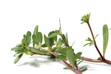 purslane plant or Portulaca, one of herbs that can used fo medical purpose as medicine. Shoot on a white isolated background.