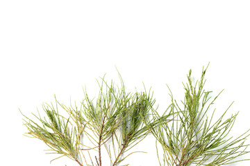 Casuarina equisetifolia leafs, one of kind pine trees. Shoot on a white isolated backgound.