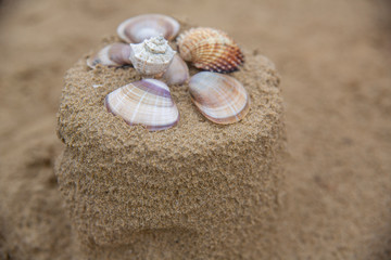 Sand cake decorated with seashells. Vacation concept