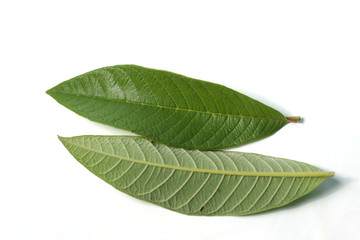 Guava / psidium guajava leafs on a white isolated background