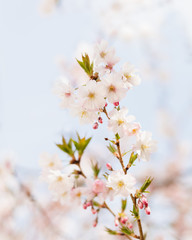 Fototapeta premium Beautiful Cherry Blossoms Against Blue Sky On A Sunny Spring Day