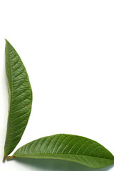 Obraz premium Guava / psidium guajava leafs on a white isolated background