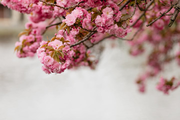 Sakura Cherry Blossoms Hanging Over Water On A Cloudy Spring Day, Copy Space