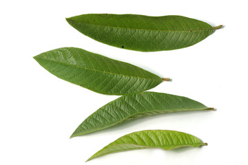Guava / psidium guajava leafs on a white isolated background