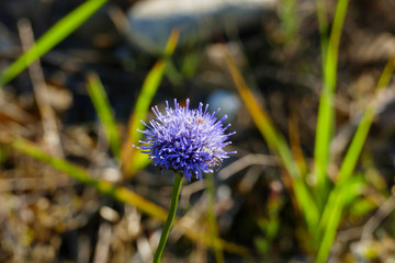 Sandglöckchen, Jasione laevis in den Sanddünen von Sandweier, Baden-Baden