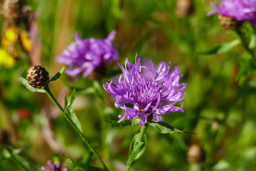 lila, violette Flockenblume, Centaurea scabiosa Blüte im Juni
