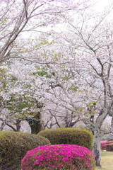 Obraz premium 都城観音池公園の桜とツツジ 
