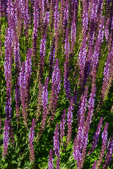 Fototapeta premium Betonie Blüte in Lila auf eine Wiese