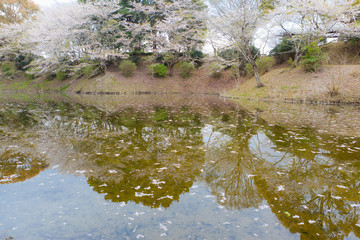 都城観音池公園の桜	