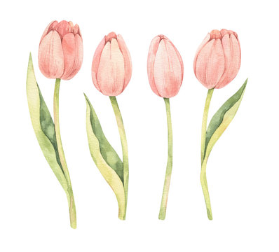 Watercolor botanical illustration. Happy Easter! Spring tulip. Pink flowers collection. Perfect for invitations, greeting cards, blog, posters