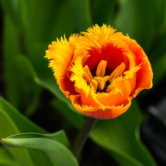 Orange Tulip