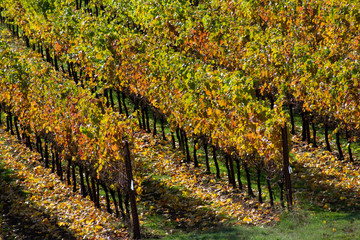 Fototapeta premium Looking down on vineyard rows, colors of autumn in the leaves, fallen leaves at the base and green grass between rows, grape leaves tipped with sun.