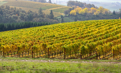 Fototapeta premium A view over an Oregon vineyard turning gold for fall, with a golden hill and trees in the background.