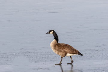 Goose on Ice