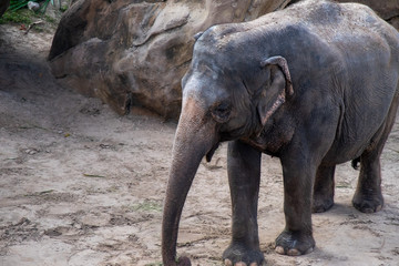 Fototapeta premium An adult elephant, mammal, standing on sand with a large rock and foliage in the background. The long trunk is hanging down, it has large ear flaps which are tucked in, no tusks and leathery skin.