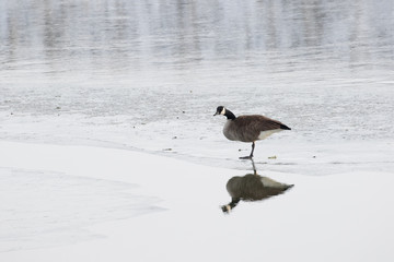 Goose on Ice