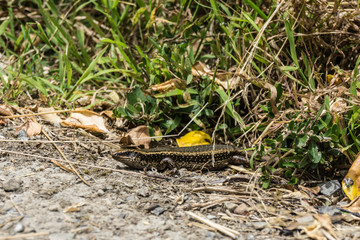 Northern spotted skink, Oligosoma kokowai