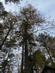 Shady Autumn Forest in Mid-November
