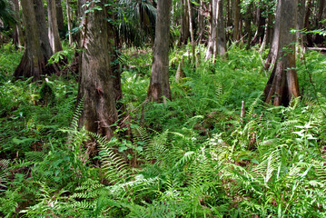 fern growing between trees in wetlands of Florida